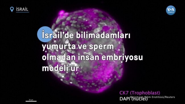 İsrail’de bilimadamları yumurta ve sperm olmadan insan embriyosu modeli üretti 