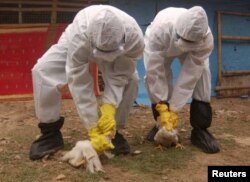 Trabajadores de la salud sacrifican aves de corral en la aldea de Doibakipur, a unos 347 kilómetros al norte de la ciudad de Calcuta, en el este de la India, el 17 de diciembre de 2008. [Foto: Archivo/Reuters]