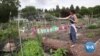 Rooted in Green: Seattle Celebrates 50 years of Community Gardens