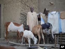 Former guide Kola Bah, who has been unemployed since Mali's conflict started and now sells from his small herd of cattle when he needs to make ends meet, poses for a photograph in Djenne, Mali, May 9, 2024.