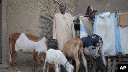 FILE - Former guide Kola Bah, who has been unemployed since Mali's conflict started and now sells from his small herd of cattle when he needs to make ends meet, poses for a photograph in Djenne, Mali, May 9, 2024. 