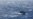 50 migrants missing, 9 rescued after boat overturns near Spanish island