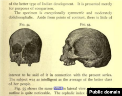 A screenshot from "The Diseases of Society" by G. Frank Lydston shows an illustration of a skull alleged to have belonged to a Hunkpapa woman who died at Wounded Knee.