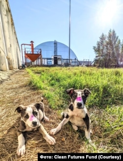 Чорнобильські собаки після медичних процедур