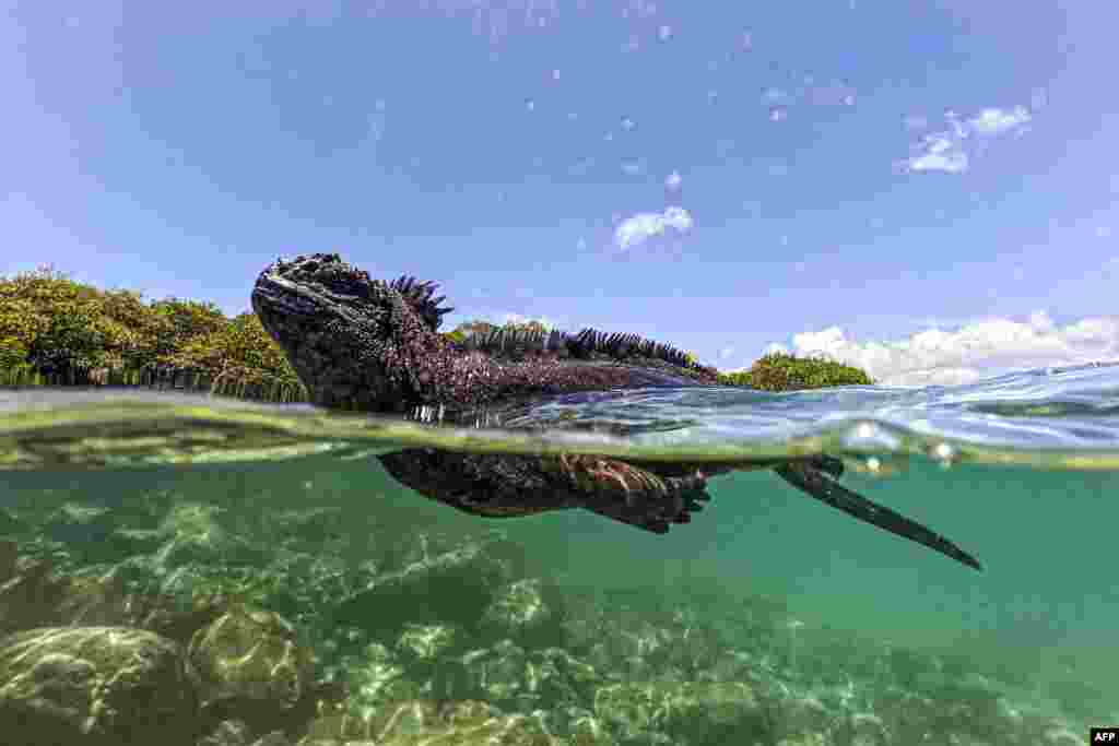 A marine iguana (Amblyrhynchus cristatus) is seen in Tortuga Bay at Santa Cruz Island, part of the Galapagos archipelago in Ecuador.