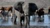 FILE - An elephant is pictured near the Nxaraga village in the outskirts of Maun, Botswana, Sept. 28, 2019. Botswana has the world’s largest elephant population, and the giant animals are often in conflict with humans.