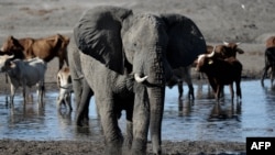 FILE - An elephant is pictured near the Nxaraga village in the outskirts of Maun, Botswana, Sept. 28, 2019. Botswana has the world’s largest elephant population, and the giant animals are often in conflict with humans.