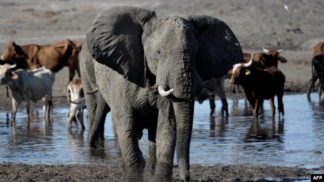 FILE - An elephant is pictured near the Nxaraga village in the outskirts of Maun, Botswana, Sept. 28, 2019. Botswana has the world’s largest elephant population, and the giant animals are often in conflict with humans.