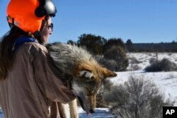 This Jan. 27, 2023 image provided by the Mexican Wolf Interagency Field Team shows Grace Dougan, a U.S. Fish and Wildlife Service volunteer, carrying a sedated wolf during the agency's annual survey near Aragon, N.M