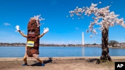 Stumpy the mascot dances near 'Stumpy' the cherry tree in Washington, March 19, 2024. 