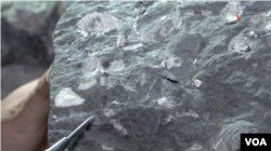 Restos fósiles encontrados en las costas de Algarrobo, Chile.