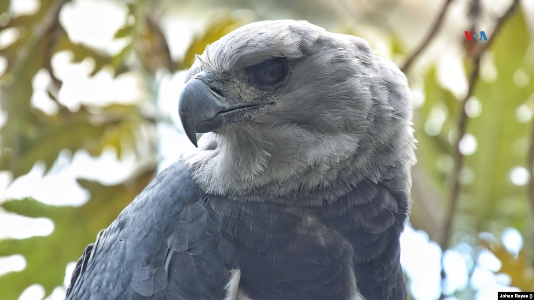 El área de caza de esta poderosa águila puede llegar a abarcar más de 50 kilómetros cuadrados. [Foto: Johan Reyes, VOA] 