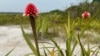 La Flor de Inírida se da únicamente en sabanas inundables de arenas blancas, ubicadas al oriente de Colombia, en el departamento amazónico del Guainía, en Colombia, y al suroccidente del departamento del estado de Amazonas en Venezuela.