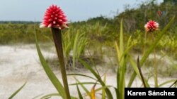 En Fotos | Flor de Inírida, la planta que nace en terrenos indígenas e inspiró la imagen de la COP16