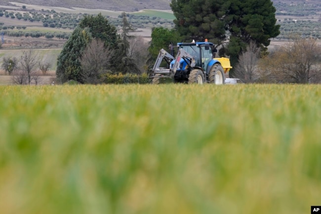 Farmer Jose Francisco Sanchez drives a tractor spraying fertilizer on a barley crop in Anchuelo on the outskirts of Madrid, Spain, Tuesday, Feb. 7, 2023. (AP Photo/Paul White)