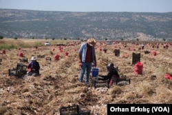 Araban sarımsağı için hasat yapılıyor.