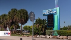 EEUU: Disputa a las puertas del acuario de Miami tras orden de desalojo 