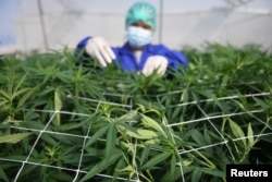 FILE - A worker inspects marijuana leaves and care for plants at the Rak Jang farm, one of the first farms that has been given permission to grow cannabis and sell products to medical facilities, in Nakhon Ratchasima, Thailand, March 28, 2021.