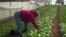 Community Supported Farming