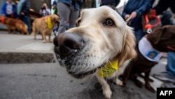 FILE - Dozens of golden retrievers gather with their owners, and some other breeds, to pose for photos and play together in Boston, Massachusetts, on April 16, 2023.