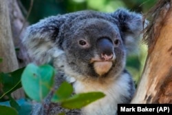 A koala sits in a tree at a koala park in Sydney, Australia, Friday, May 5, 2023. Australian scientists have begun vaccinating wild koalas against chlamydia in a pioneering field trial in New South Wales. The aim is to test a method for protecting the beloved marsupials against a widespread disease that causes blindness, infertility and death. (AP Photo/Mark Baker)