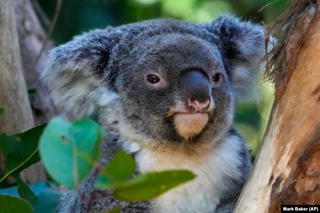 A koala sits in a tree at a koala park in Sydney, Australia, Friday, May 5, 2023. Australian scientists have begun vaccinating wild koalas against chlamydia in a pioneering field trial in New South Wales. The aim is to test a method for protecting the beloved marsupials against a widespread disease that causes blindness, infertility and death. (AP Photo/Mark Baker)