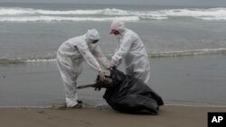 FILE - Municipal workers collect dead pelicans on Santa Maria beach in Lima, Peru, Nov. 29, 2022. Thousands of pelicans have died of bird flu along the Pacific in Peru, according to The National Forest and Wildlife Service.