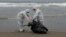 FILE - Municipal workers collect dead pelicans on Santa Maria beach in Lima, Peru, Nov. 29, 2022. Thousands of pelicans have died of bird flu along the Pacific in Peru, according to The National Forest and Wildlife Service.