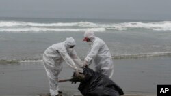 Petugas di Kota Lima, Peru, tampak mengambil bangkai burung pelikan di pantai Santa Maria pada 19 November 2022. Menurut data pihak berwenang Peru, ribuan burung pelikan di Peru telah mati akibat terinfeksi flu burung. (Foto: AP/Guadalupe Pardo)