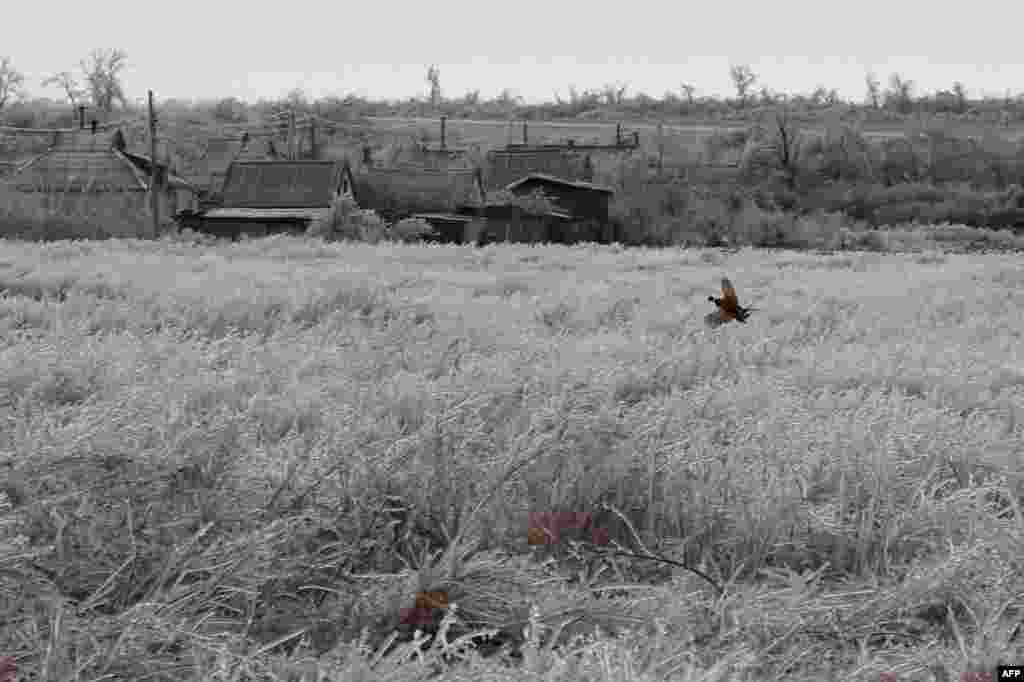 A pheasant flies over an icy field in the village of Andriivka, in Donetsk region, amid the Russian invasion of Ukraine.