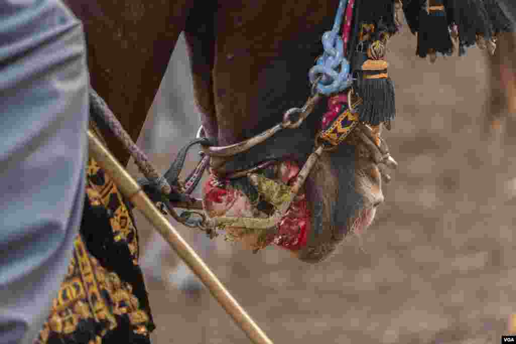 As human performers and spectators revel, some horses exhibit bleeding wounds from intense saddle and bridle friction, Al-Biirat, Egypt on Sept. 12, 2023. (Hamada Elrasam/VOA) 