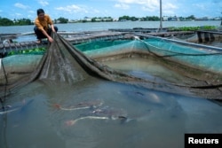 FILE - Ly Van Bon, the owner of the Bay Bon fish pond located in the Mekong River, shows redtail catfish inside his fish pond in Mekong's regional capital Can Tho, Vietnam, May 25, 2022.