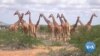 Rare Giraffe in Kenya Faces Extinction Threat Because of Poaching, Climate Change 