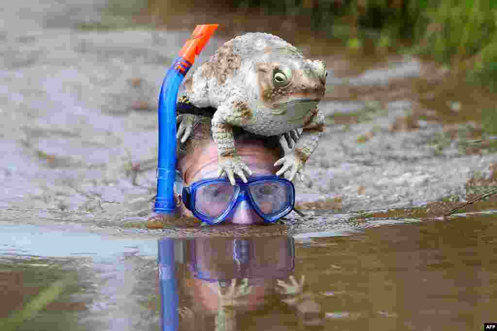 A competitor takes part in the World Bog Snorkelling Championships held at the Waen Rhydd peat bog, Llanwrtyd Wells, Mid Wales.