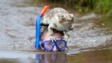 A competitor takes part in the World Bog Snorkelling Championships held at the Waen Rhydd peat bog, Llanwrtyd Wells, Mid Wales, Aug. 27, 2023. 