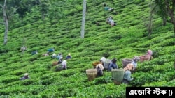 ভারতের দার্জিলিং-এর চা বাগানে চা পাতা তুলছেন কর্মীরা। ২৩ জুন, ২০২২। 