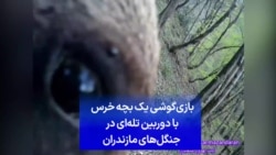 بازی‌گوشی یک بچه خرس با دوربین تله‌ای در جنگل‌های مازندران