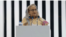 ঢাকার বঙ্গবন্ধু আন্তর্জাতিক সম্মেলন কেন্দ্রে বাংলাদেশের প্রধানমন্ত্রী শেখ হাসিনা। ১২ অক্টোবর, ২০২৩।