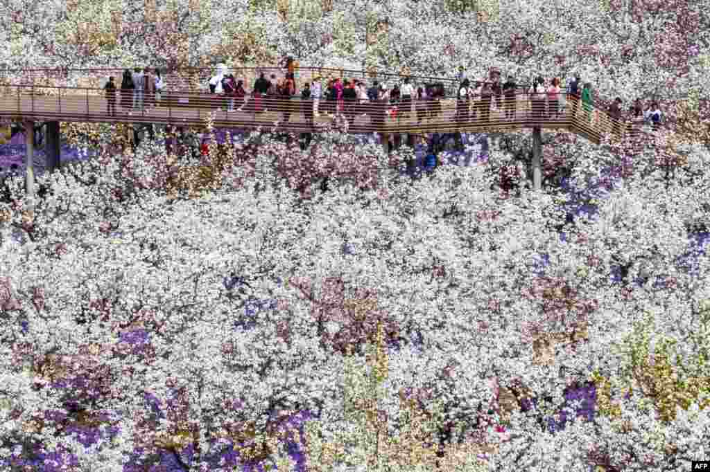 People walk among blossoming pear flowers in Suqian, in China&#39;s eastern Jiangsu province.