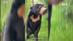Зоолошка градина од Англија потврди - мечката што стои како човек е вистинска