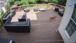 F-16 savaş uçakları Washington çevresinde sesten hızlı uçunca sonik patlama duyuldu