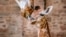 Seekor anak jerapah Rothschild yang langka telah lahir di Kebun Binatang Chester di Inggris, Selasa, 12 Maret 2024. (Facebook/chesterzoo1) 