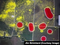 In this screenshot, the yellow dots show the locations of cattle fitted with GPS tracking collars over a two-day period at Blackbeard Ranch, Florida. The red areas have been fenced off using virtual fence technology. (Courtesy image, Jim Strickland)