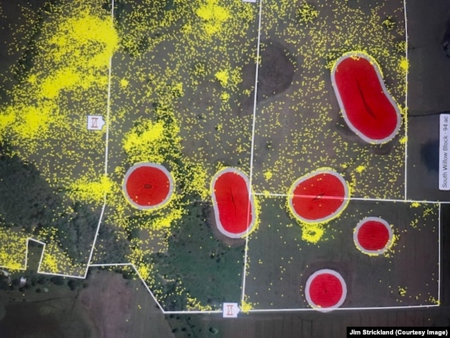 In this screenshot, the yellow dots show the locations of cattle fitted with GPS tracking collars over a two-day period at Blackbeard Ranch, Florida. The red areas have been fenced off using virtual fence technology. (Courtesy image, Jim Strickland)