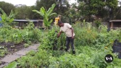 Urban Farming in Kenya Aims to Improves Food Security in Cities 