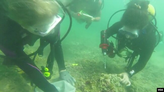 Divers collect coral fragments to grow.