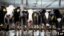 FILE - Cows stand in the milking parlor of a dairy farm in New Vienna, Iowa, on July 24, 2023.