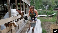 Catherine Ward, owner of One Acre Farms, a functioning educational farm to help special needs kids, walks over blown off roof tin segments as she feeds some of her anxious goats, July 12, 2024, in Porter, Texas.