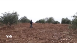 Baxçeyên Zeytûnan yên Derbiderên Efrînî bi Talan Tên Birîn