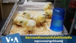 อิสราเอลพัฒนาเทคโนโลยีตัดต่อยีน-หยุดวงจรฆ่าลูกไก่เพศผู้